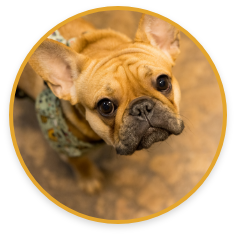 Light brown bulldog staring up at the camera