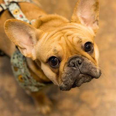 Small light brown French bulldog